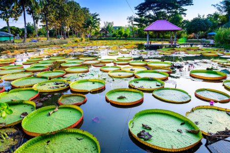 Téléchargez les photos : Victoria Waterlily Park in Chiang Rai Province, Thailand. - en image libre de droit