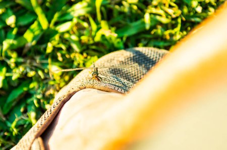 Foto de Libélula está comiendo un insecto en el zapato, Tailandia. - Imagen libre de derechos