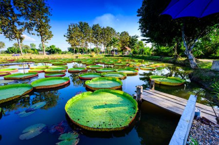 Photo for Victoria Waterlily Park in Chiang Rai Province, Thailand. - Royalty Free Image