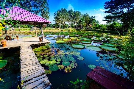 Téléchargez les photos : Victoria Waterlily Park in Chiang Rai Province, Thailand. - en image libre de droit