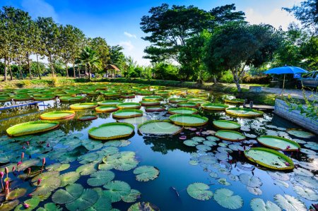 Foto de Victoria Waterlily Park in Chiang Rai Province, Thailand. - Imagen libre de derechos