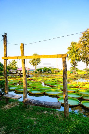Téléchargez les photos : Victoria Waterlily Park dans la province de Chiang Rai, Thaïlande. - en image libre de droit
