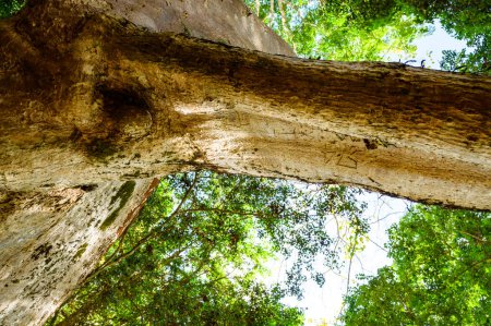 Foto de Increíble árbol de Sompong en el parque nacional Doi Phu Nang, Tailandia. - Imagen libre de derechos