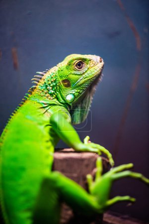 Téléchargez les photos : Green Iguana in Thai, Thailand. - en image libre de droit