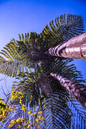 Photo for Giant gishtail palm in Doi Phu Kha national park, Thailand. - Royalty Free Image