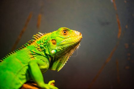 Téléchargez les photos : Green Iguana in Thai, Thailand. - en image libre de droit
