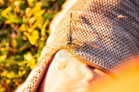 Foto de Libélula está comiendo un insecto en el zapato, Tailandia. - Imagen libre de derechos