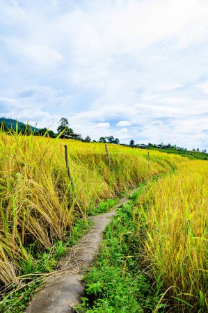 Photo for Pa Bong Piang Rice Terraces at Chiang Mai Province, Thailand. - Royalty Free Image