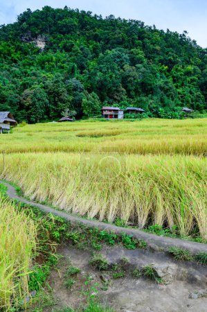 Photo for Pa Bong Piang Rice Terraces at Chiang Mai Province, Thailand. - Royalty Free Image