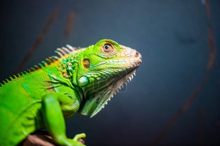 Téléchargez les photos : Iguana verte en Thaïlande, Thaïlande. - en image libre de droit