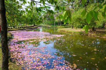 Pink Tecoma flowers fall into the lake, creating a beautiful landscape in Suan Rot Fai park, Bangkok.