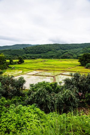 Téléchargez les photos : Rice field in Phayao province, Thailand. - en image libre de droit