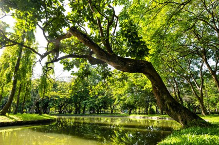 Téléchargez les photos : Shady Public Park in Chiang Mai Province, Thailand. - en image libre de droit