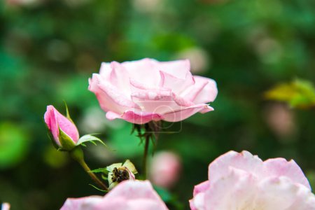 Pink rose in the garden, Thailand.
