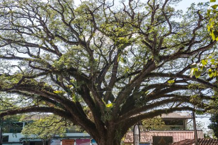 Téléchargez les photos : Bel arbre Jamjuree dans le district de Chiangkham, Thaïlande. - en image libre de droit