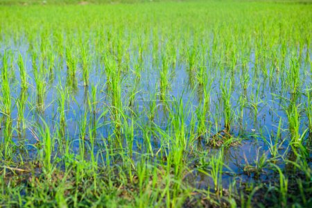 Foto de Rice sprouts in the paddy rice field, Chiang Mai Province. - Imagen libre de derechos