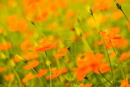 Photo for Yellow cosmos flower in the garden, Thailand. - Royalty Free Image