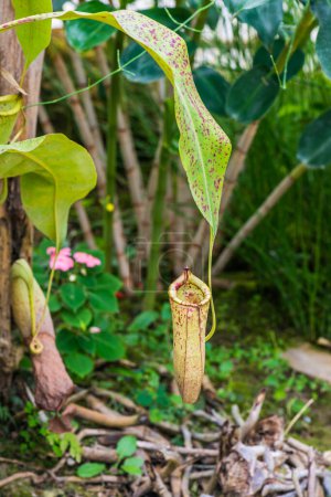 Téléchargez les photos : Pitcher Plant ou Monkey Cup sur arbre, Thaïlande. - en image libre de droit