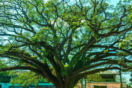Téléchargez les photos : Bel arbre Jamjuree dans le district de Chiangkham, Thaïlande. - en image libre de droit
