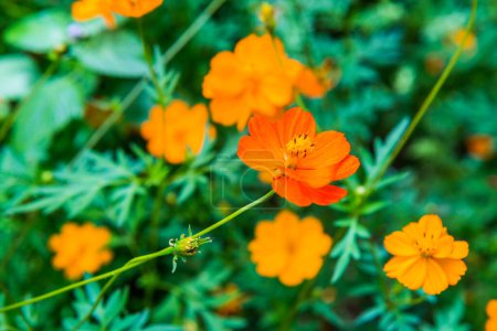 Photo for Yellow cosmos flower in the garden, Thailand. - Royalty Free Image