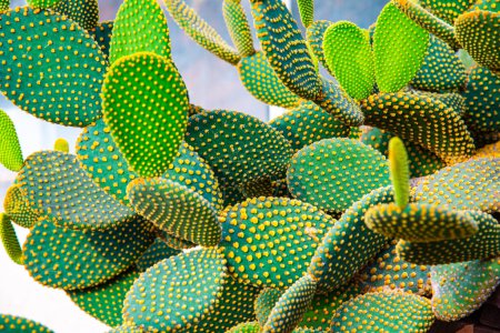 Photo for Close up of Opuntia rufida, Thailand. - Royalty Free Image