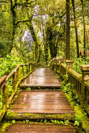 Walkway in Doi Inthanon national park, Thailand.