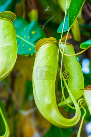 Téléchargez les photos : Pitcher Plant ou Monkey Cup sur arbre, Thaïlande. - en image libre de droit