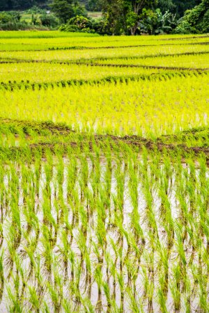 Téléchargez les photos : Rice field in Phayao province, Thailand. - en image libre de droit