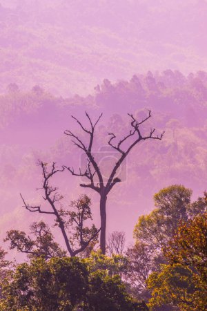 Téléchargez les photos : Beautiful Mountain View of Phu Langka National Park, Thailand. - en image libre de droit