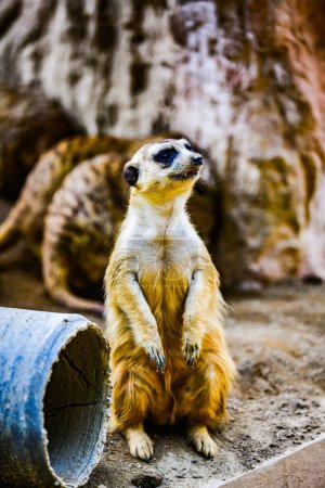 Photo for Meerkat in Thai, Thailand. - Royalty Free Image