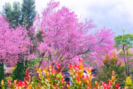 Foto de Wild Himalayan Cherry in Khun Wang royal project, Thailand. - Imagen libre de derechos