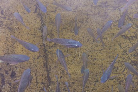 Photo for Nile Tilapia fish in the water, Thailand. - Royalty Free Image