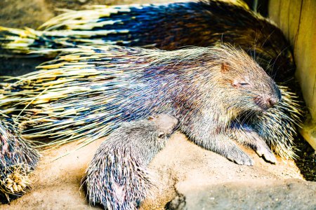 Téléchargez les photos : Porcupine dans le zoo, Thaïlande. - en image libre de droit