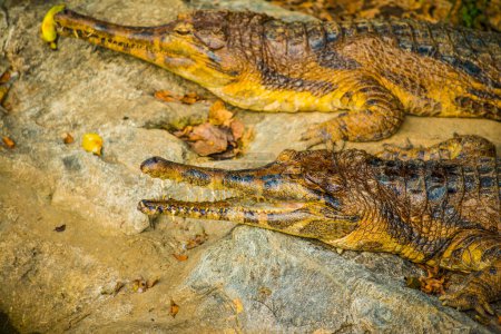 Photo for False gharial on rock, Thailand. - Royalty Free Image