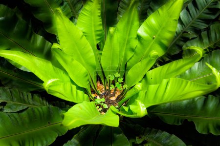 Photo for Bird's nest fern and small trees within Bird's nest fern - Royalty Free Image