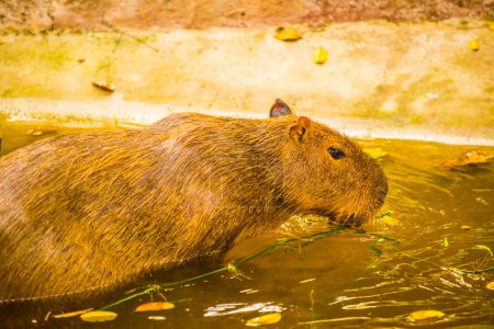 Photo for Capybara in Thai, Thailand. - Royalty Free Image