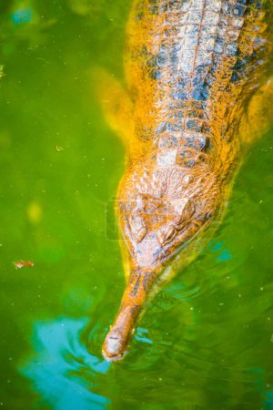 Photo for Gavial crocodile in Thai, Thailand. - Royalty Free Image