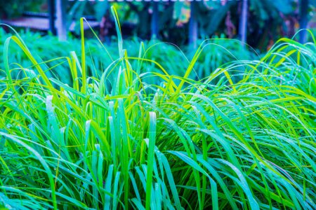 Foto de Antecedentes de Vetiver Grass, Tailandia. - Imagen libre de derechos