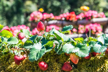 Photo for Fresh strawberries on plant, Thailand. - Royalty Free Image
