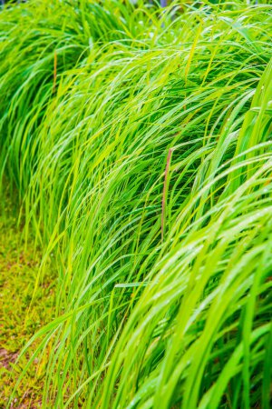 Foto de Antecedentes de Vetiver Grass, Tailandia. - Imagen libre de derechos