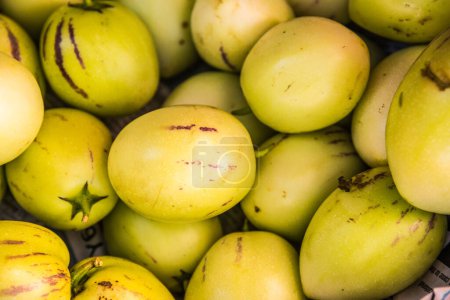 Photo for Group of Peppino Melon, Thailand. - Royalty Free Image