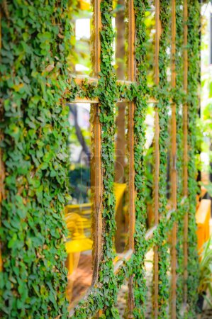 Téléchargez les photos : Ficus Pumila sur un cadre en bois dans un jardin ombragé. - en image libre de droit