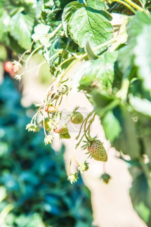 Photo for Fresh strawberries on plant, Thailand. - Royalty Free Image