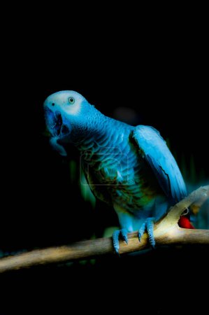 Téléchargez les photos : Perroquet gris africain sur branche sèche. - en image libre de droit
