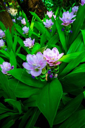 Téléchargez les photos : Curcuma Alismatifolia fleur dans le jardin, Thaïlande. - en image libre de droit