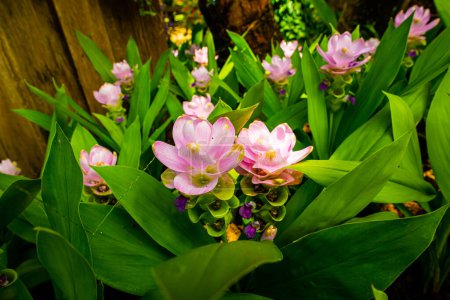 Téléchargez les photos : Curcuma Alismatifolia fleur dans le jardin, Thaïlande. - en image libre de droit