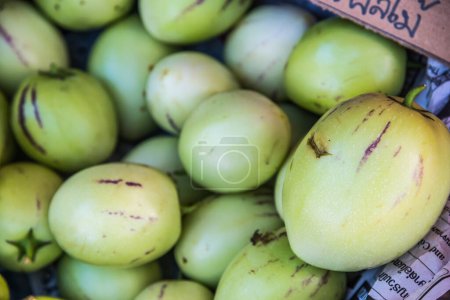 Photo for Group of Peppino Melon, Thailand. - Royalty Free Image