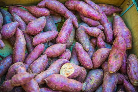 Photo for Fresh Sweet Potato, Thailand. - Royalty Free Image