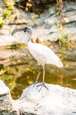 Photo for Black-headed ibis bird in nature, Thailand - Royalty Free Image