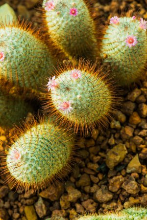 Photo for Flower of Mammillaria bombycina in Thailand - Royalty Free Image